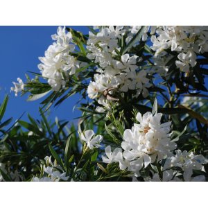 Oleander obyčajný (Nerium oleander) BIELY - výška 60-90 cm, kont.C10L (-10/-12°C) 